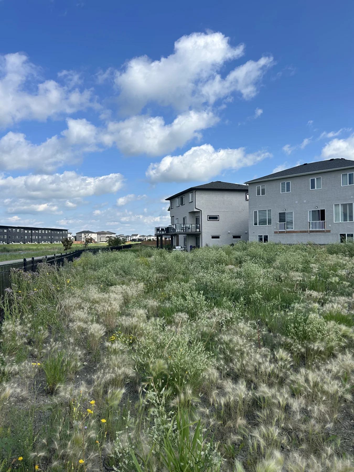 Overgrown Winnipeg property before lawn mowing service