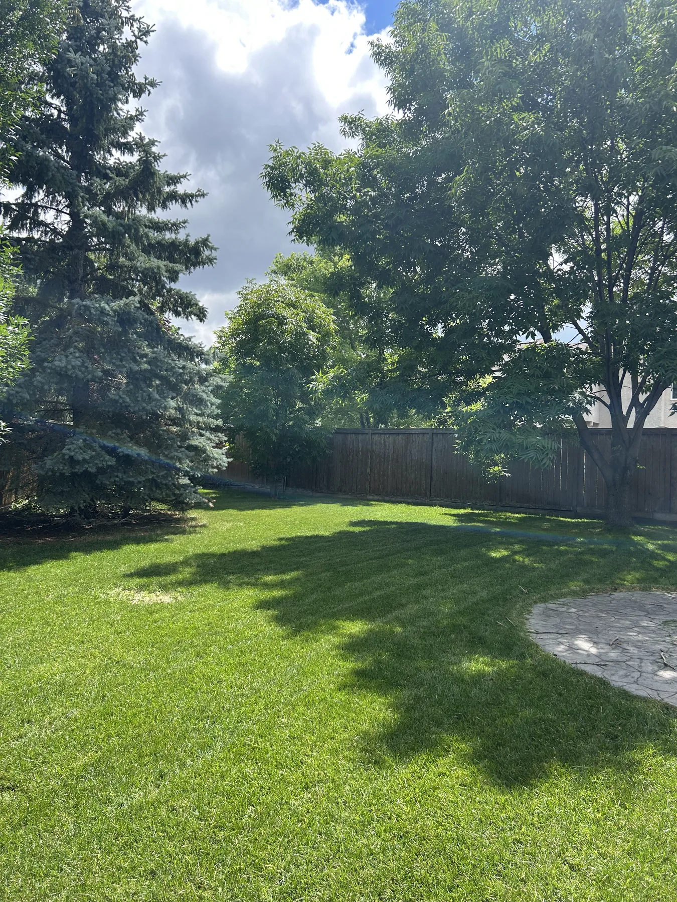 Freshly maintained backyard lawn with mature shade trees